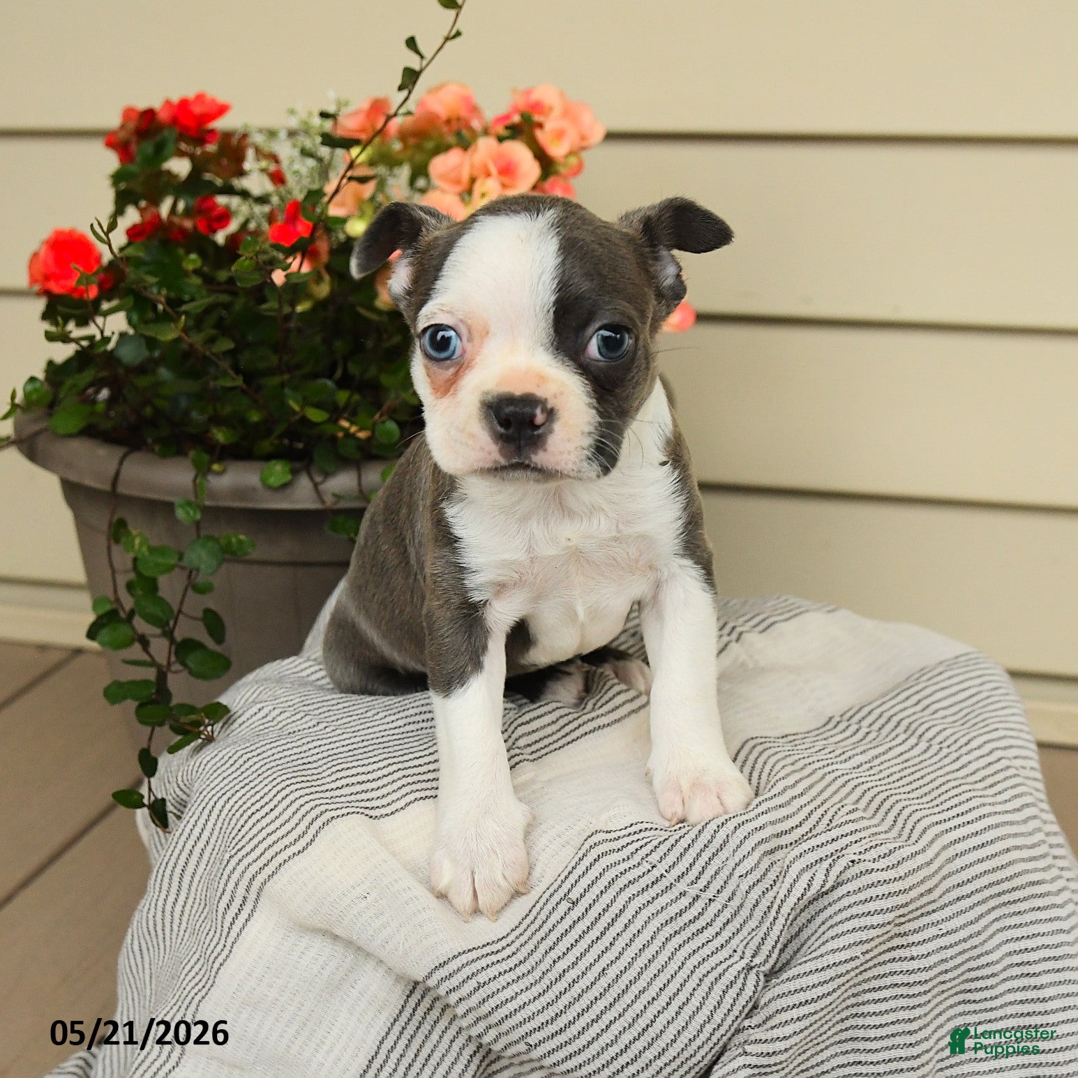 Boston Terrier dogs Bailey - Ad 1