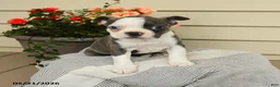 Boston Terrier dogs for sale: Bailey - Ad 1