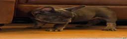 French Bulldog dogs for sale: Birdie  - Ad 5