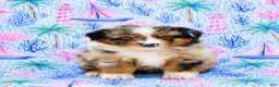Miniature Australian Shepherd dogs for sale: Sailor - Ad 1
