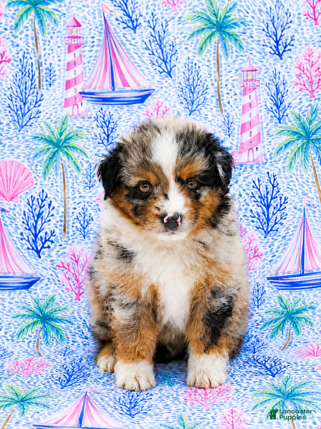 Miniature Australian Shepherd dogs for sale: Sailor - Ad 1