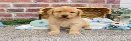 Labrador Retriever dogs for sale: Will - Ad 2