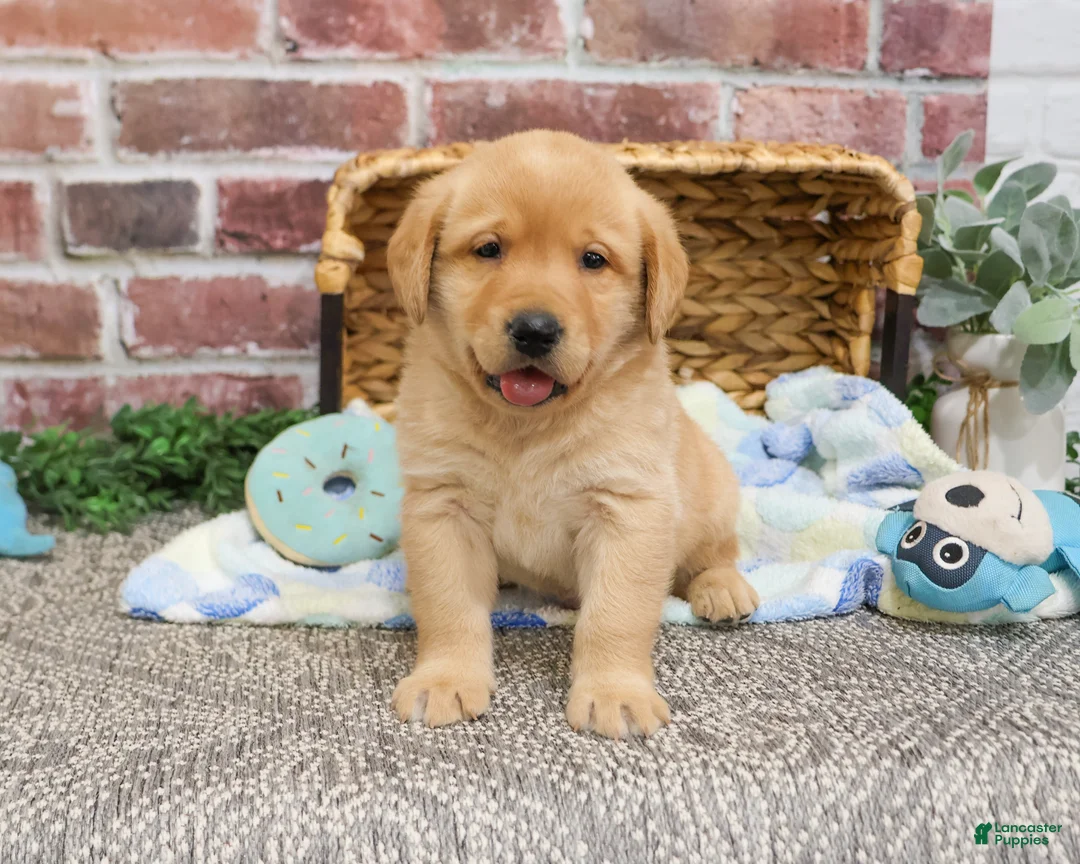 Labrador Retriever dogs for sale: Will - Ad 2