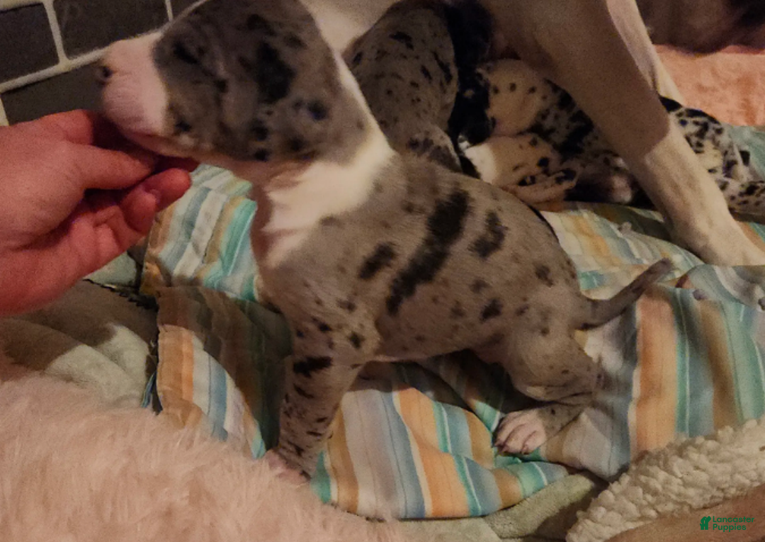 Great Dane dogs for sale: TOP EURO Merle mantle F - Ad 3