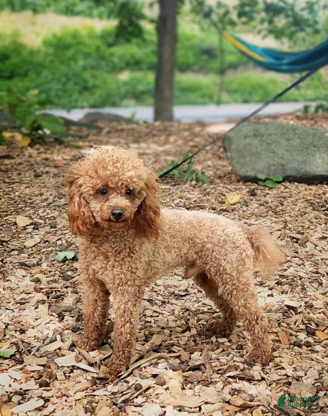 Toy Poodle dogs for sale: Peppa - Ad 12