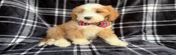 Cavapoo dogs for sale: Cobra - Ad 8