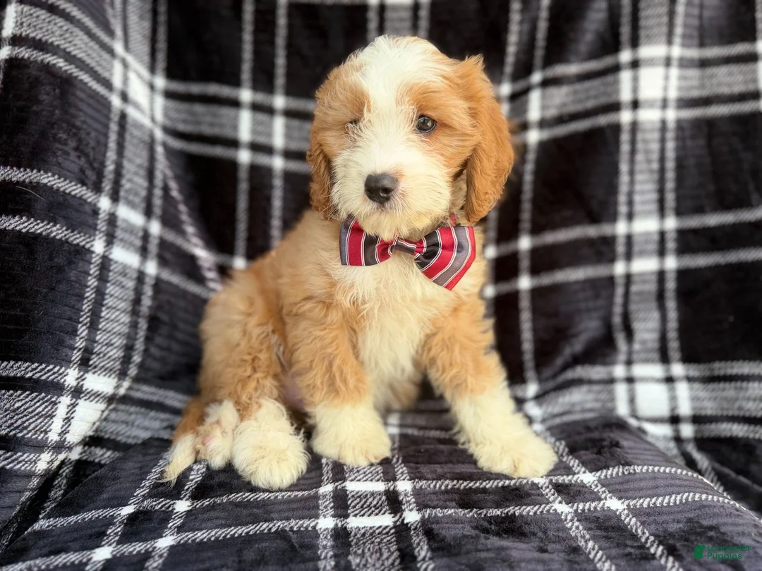 Cavapoo dogs for sale: Cobra - Ad 8