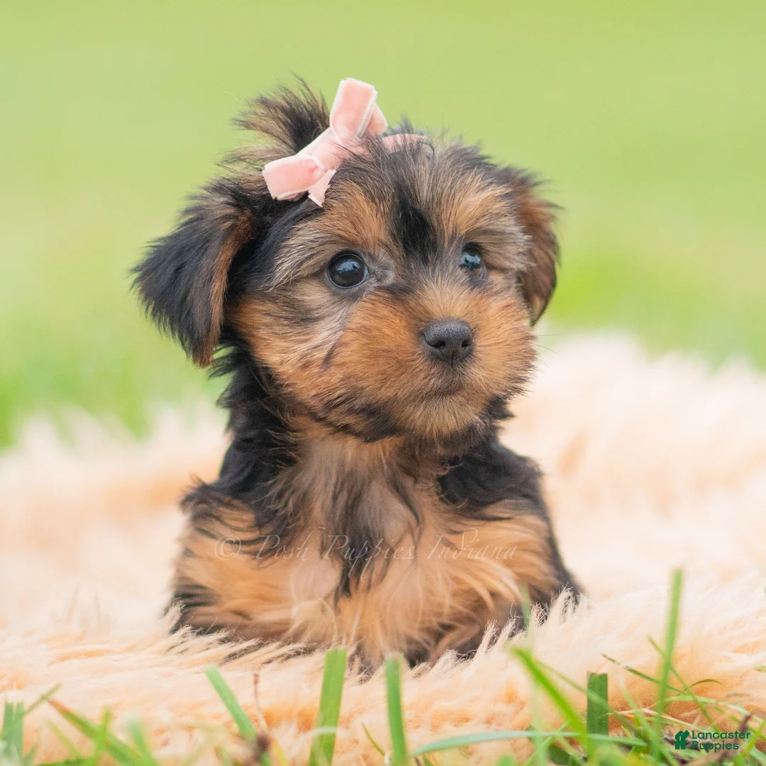 Yorkshire Terrier dogs for sale: Vivian - Ad 2