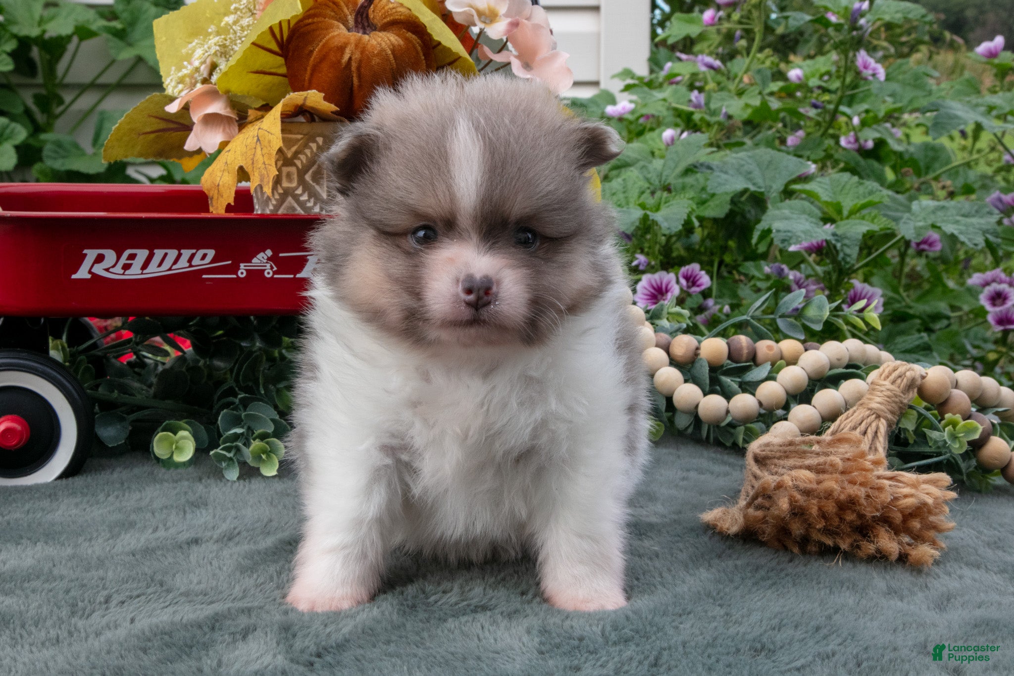 Stuart (Pomeranian, Male) in Monroe, IN