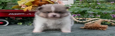 Stuart