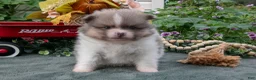 Pomeranian dogs for sale: Stuart - Ad 1
