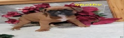 Boxer dogs for sale: Shelby - Ad 1