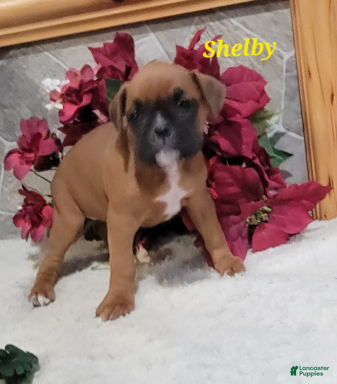 Boxer dogs for sale: Shelby - Ad 1