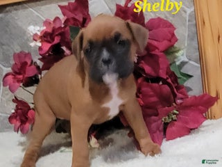 Boxer dogs Shelby - Ad 9