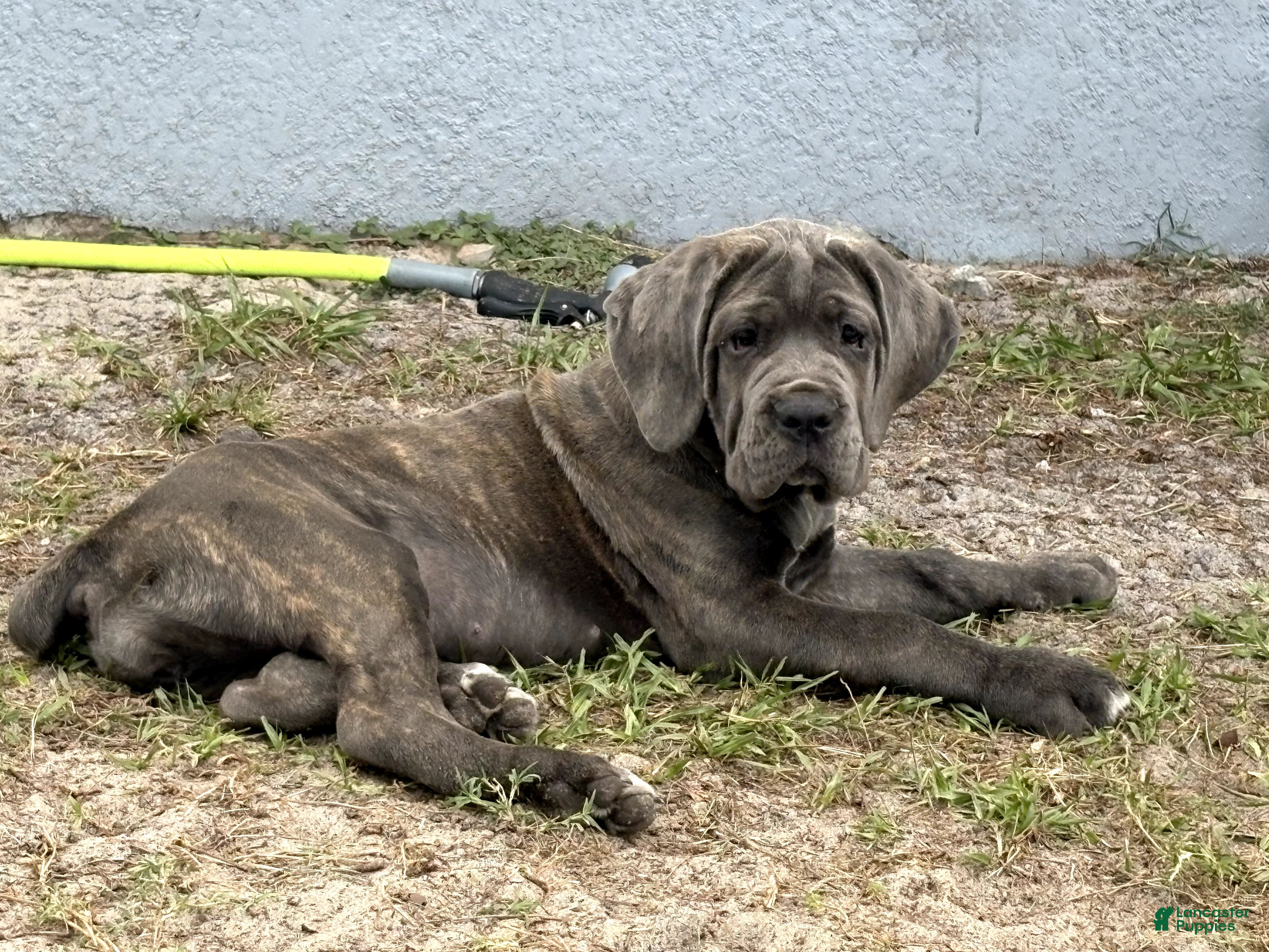 Cane Corso dogs Cane Corso 1 Green Girl - Ad 11
