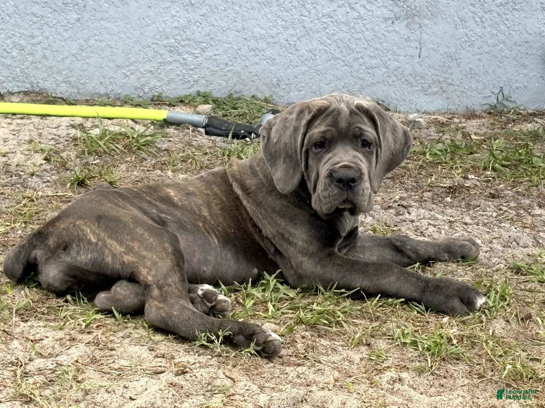 Cane Corso dogs for sale: Cane Corso 1 Green Girl - Ad 1