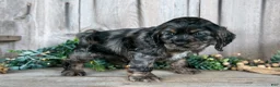 Cocker Spaniel dogs for sale: Manny - Ad 3