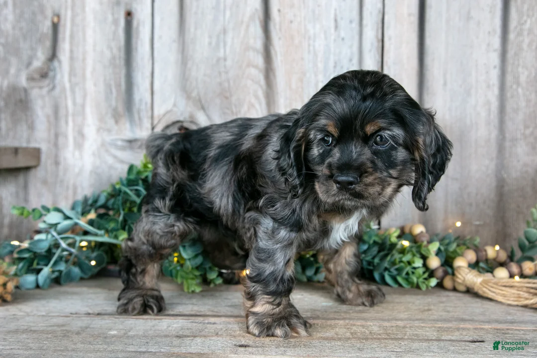 Cocker Spaniel dogs for sale: Manny - Ad 3
