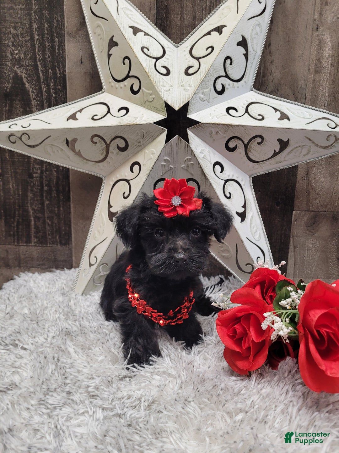 Mixed Breed dogs for sale: Cupcake - Ad 10