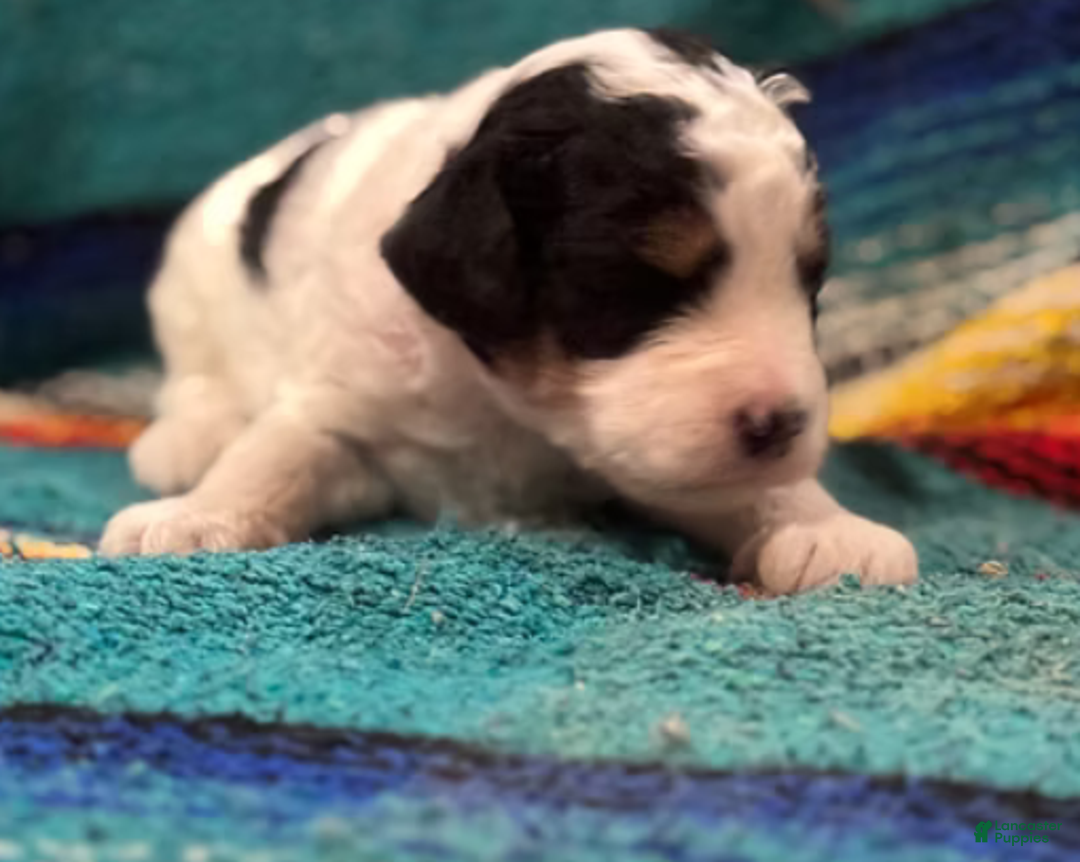 Mini Bernedoodle dogs for sale: Tater - Ad 5