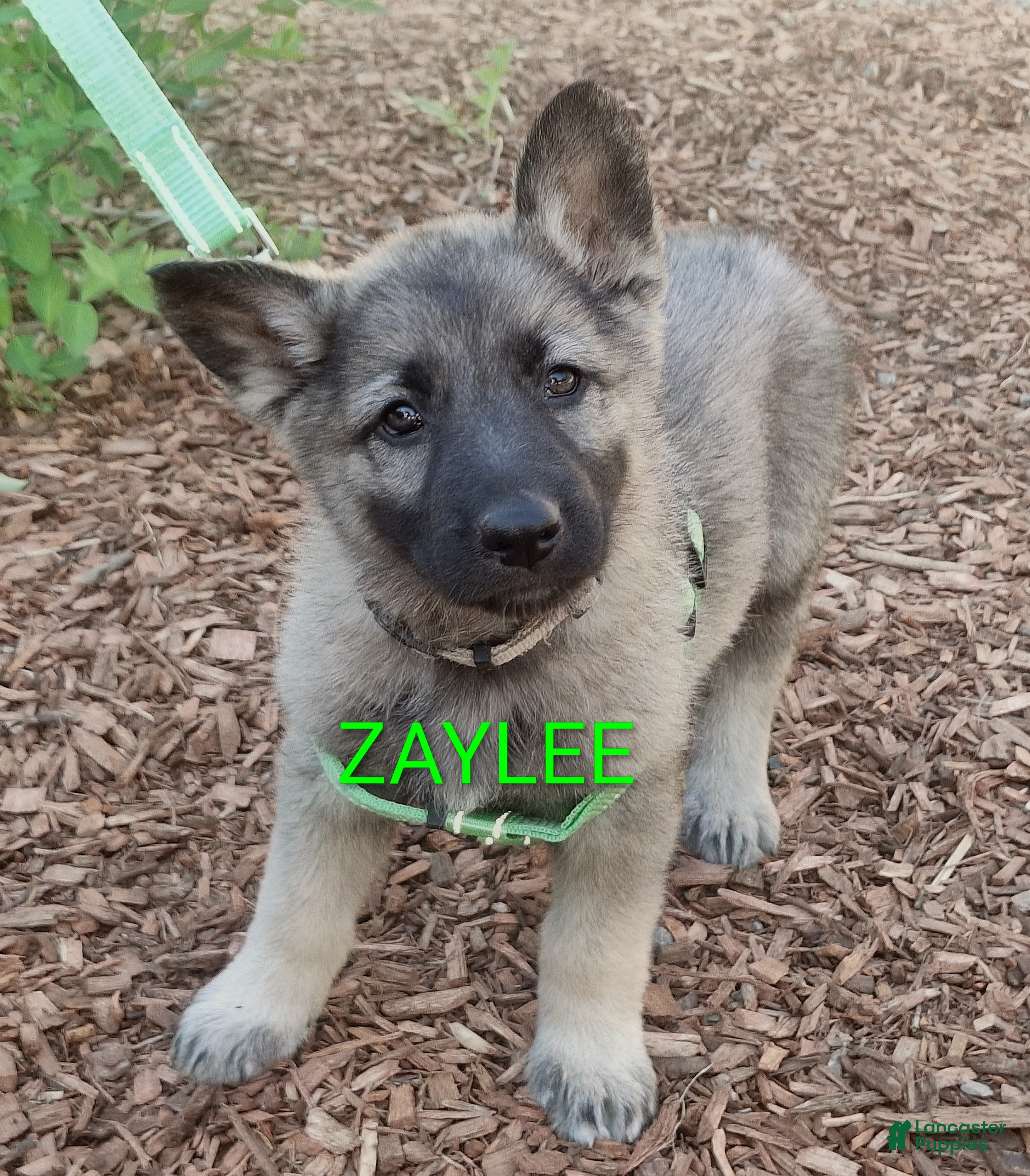 German Shepherd dogs Zaylee  - Ad 1