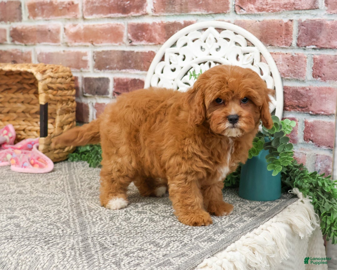 Cavapoo dogs for sale: Glory - Ad 9