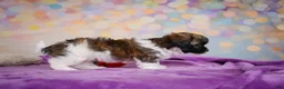 Maltipoo dogs for sale: Tucker - Ad 9