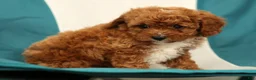 Cavapoo dogs for sale: Megan - Ad 6