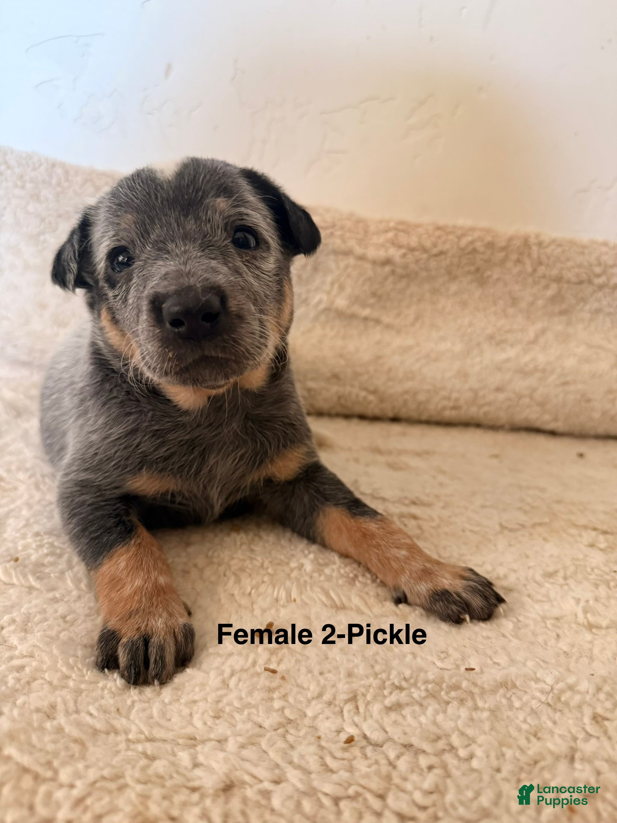 Australian Cattle Dog dogs Australian Cattle Dog 5 - Ad 3