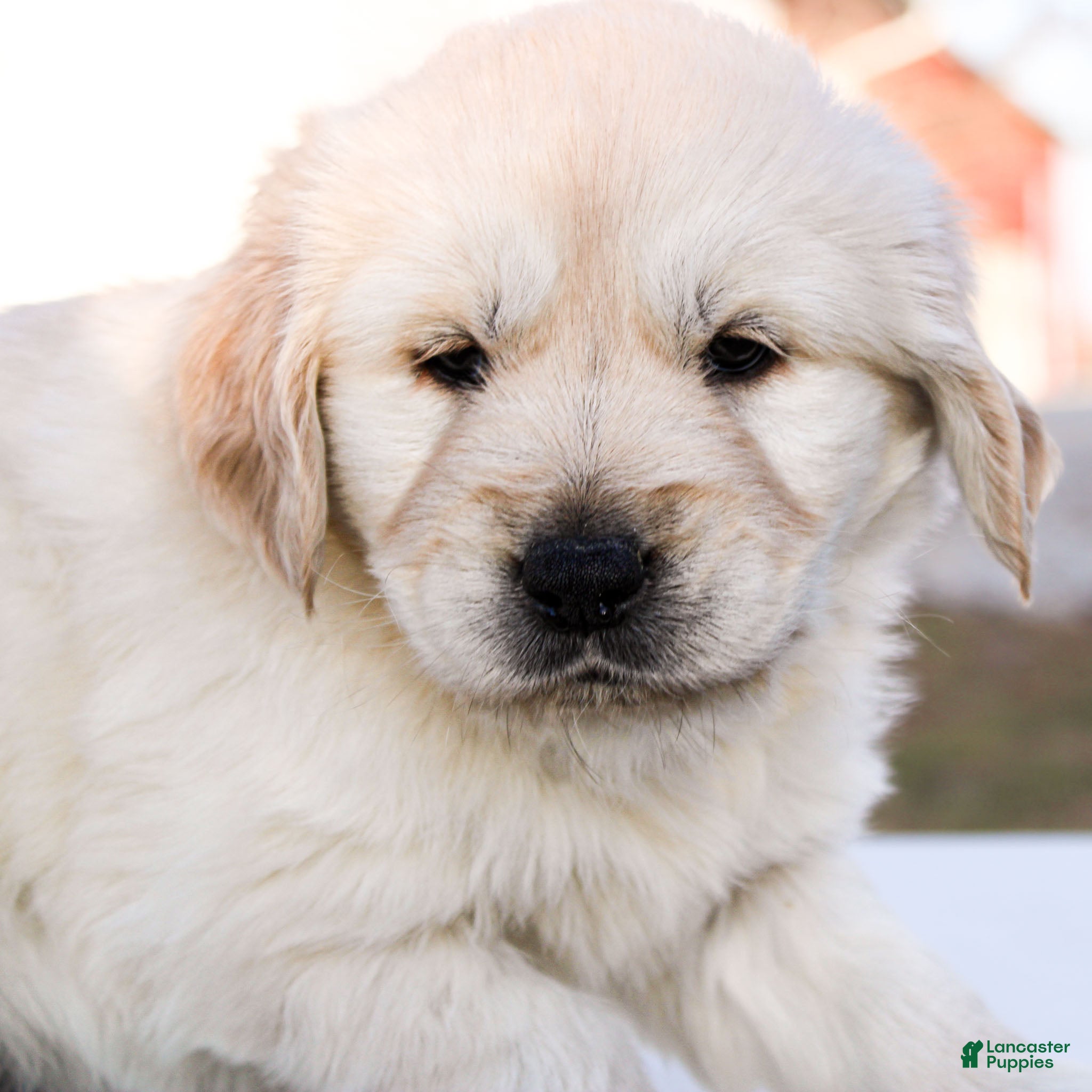 Golden Retriever dogs Mike the TRAINED Golden Retriever Puppy  - Ad 1