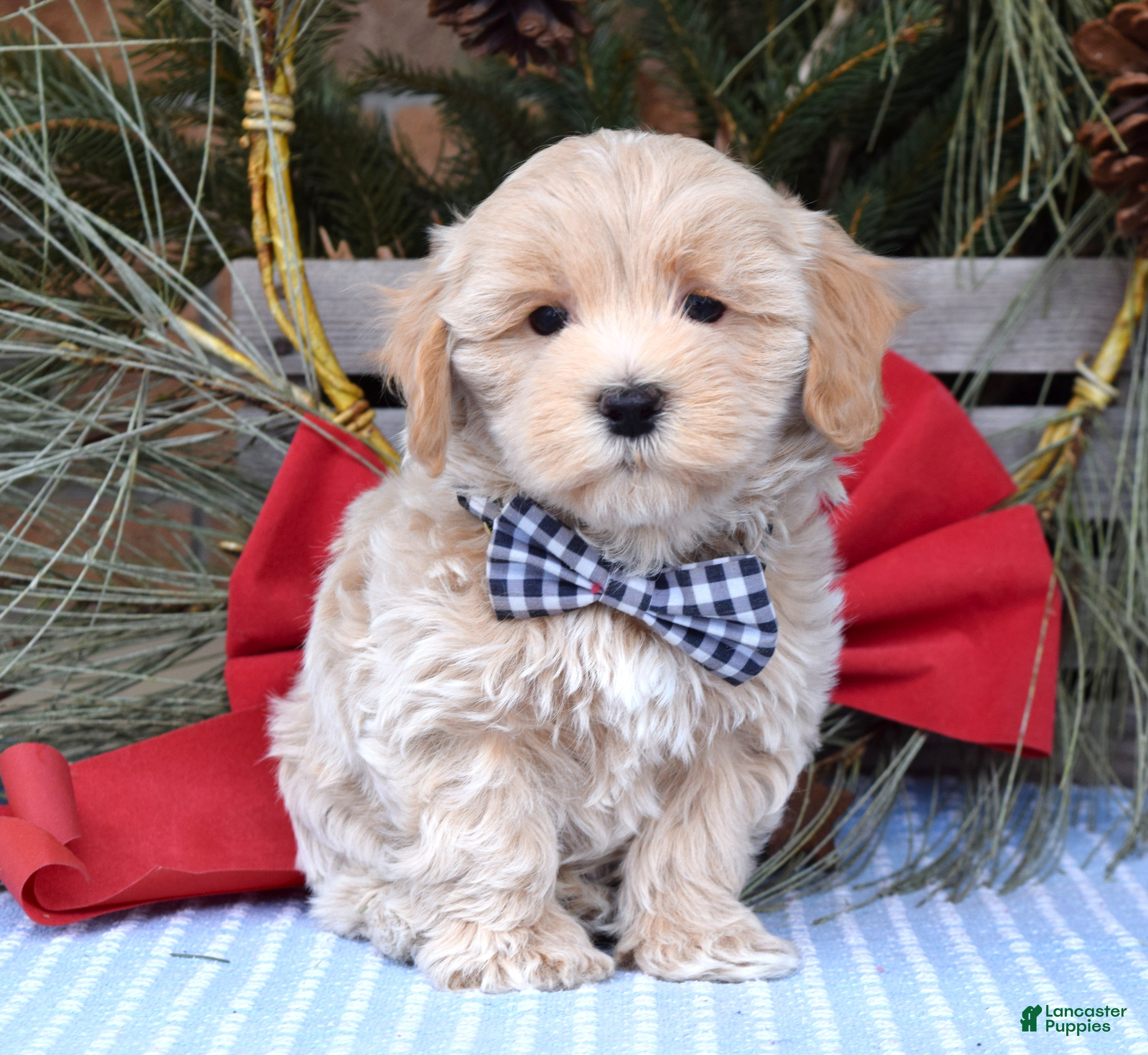 Maltipoo dogs Moe - Ad 2
