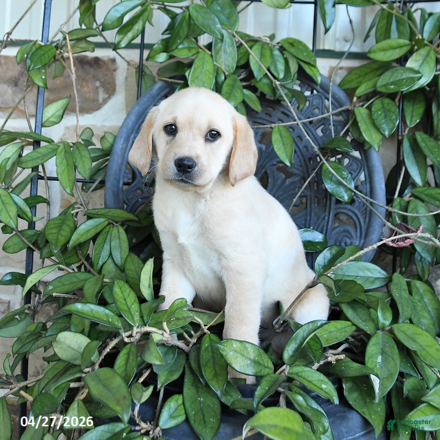 Labrador Retriever dogs Maple   - Ad 2
