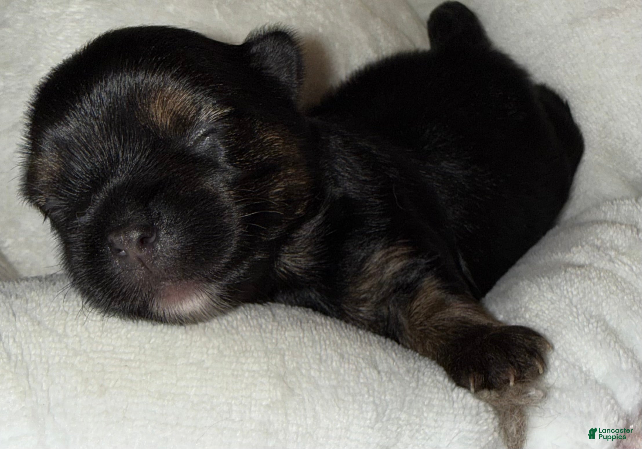 Yorkshire Terrier dogs Zeek - Ad 1