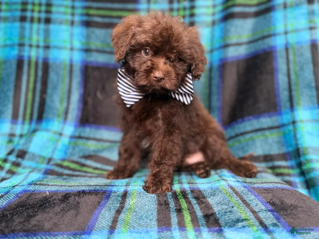 Shihpoo dogs for sale: Bentley - Ad 1