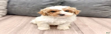 Zoey