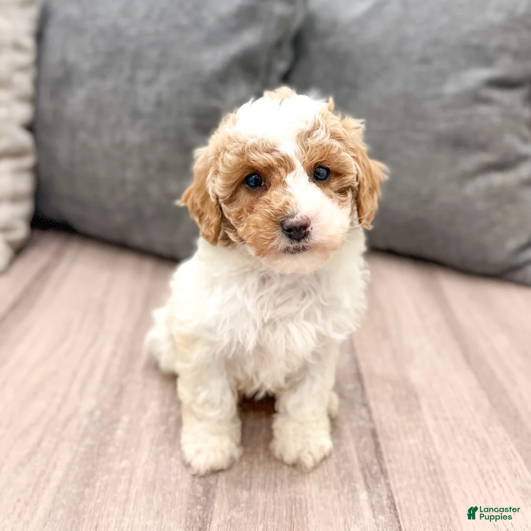 Miniature Poodle dogs for sale: Zoey - Ad 1