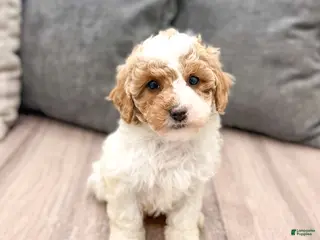 Miniature Poodle dogs for sale: Zoey - Ad 2