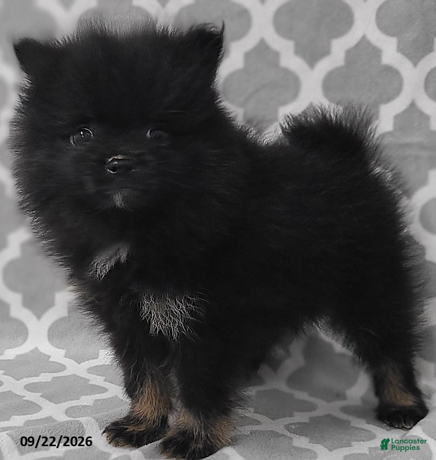 Pomeranian dogs Blackie - Ad 1