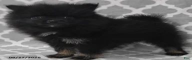Blackie
