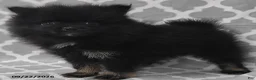 Pomeranian dogs for sale: Blackie - Ad 1