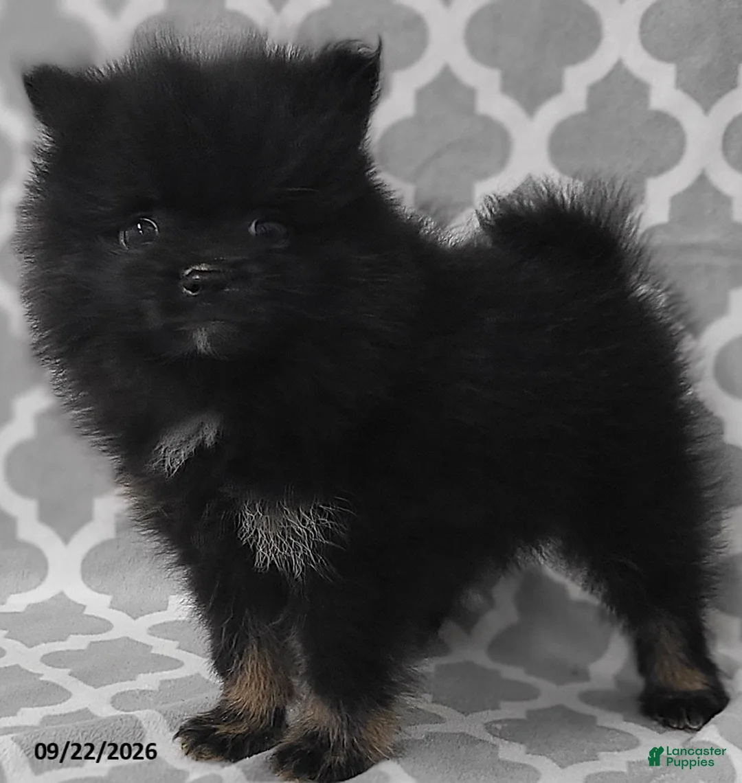 Pomeranian dogs for sale: Blackie - Ad 1