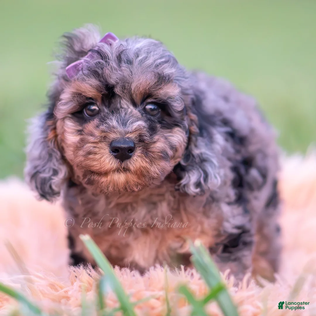 Toy Poodle dogs for sale: Jellybean AKC - Ad 2