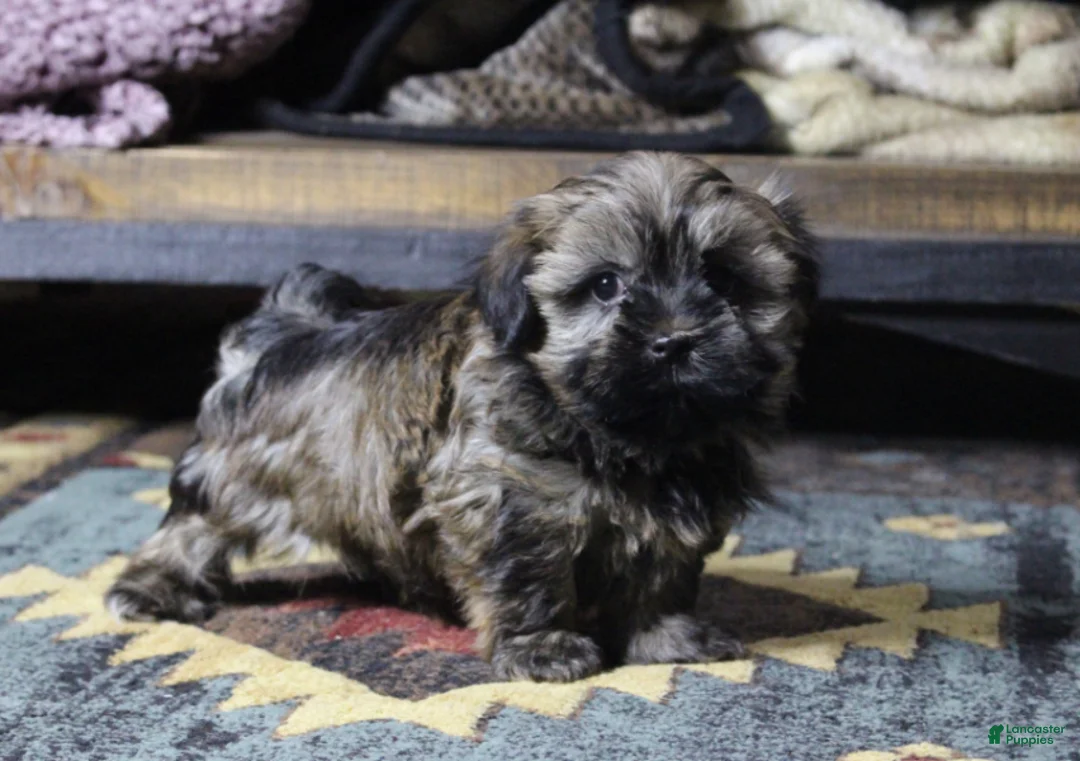 Havanese dogs for sale: Bear - Ad 5
