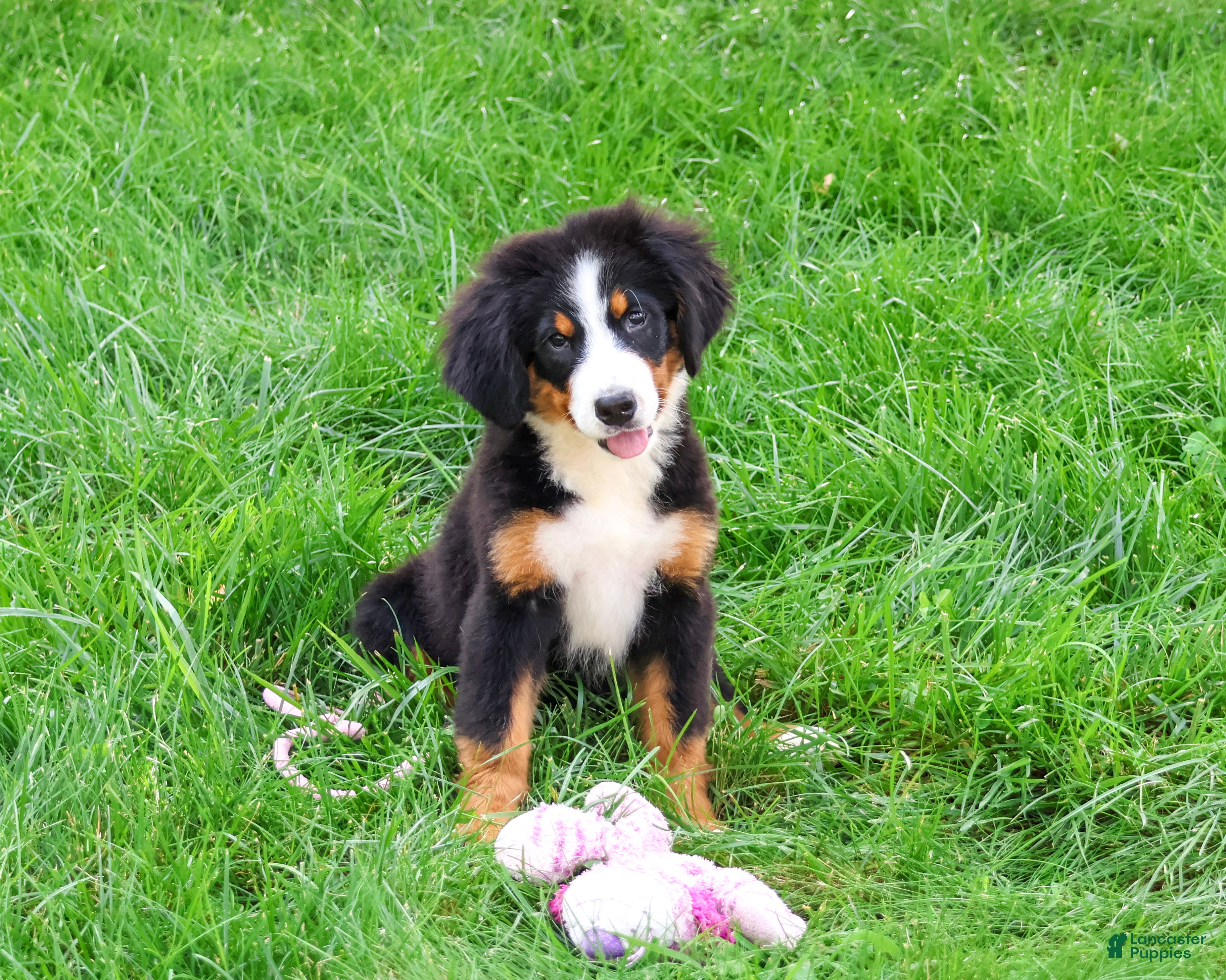 Bernese Mountain Dog dogs Liberty - Ad 7