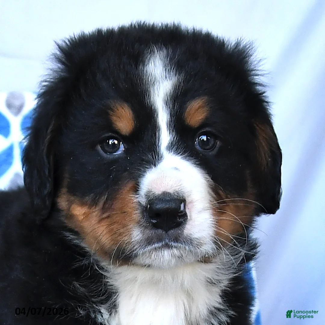 Bernese Mountain Dog dogs for sale: Junior - Ad 2