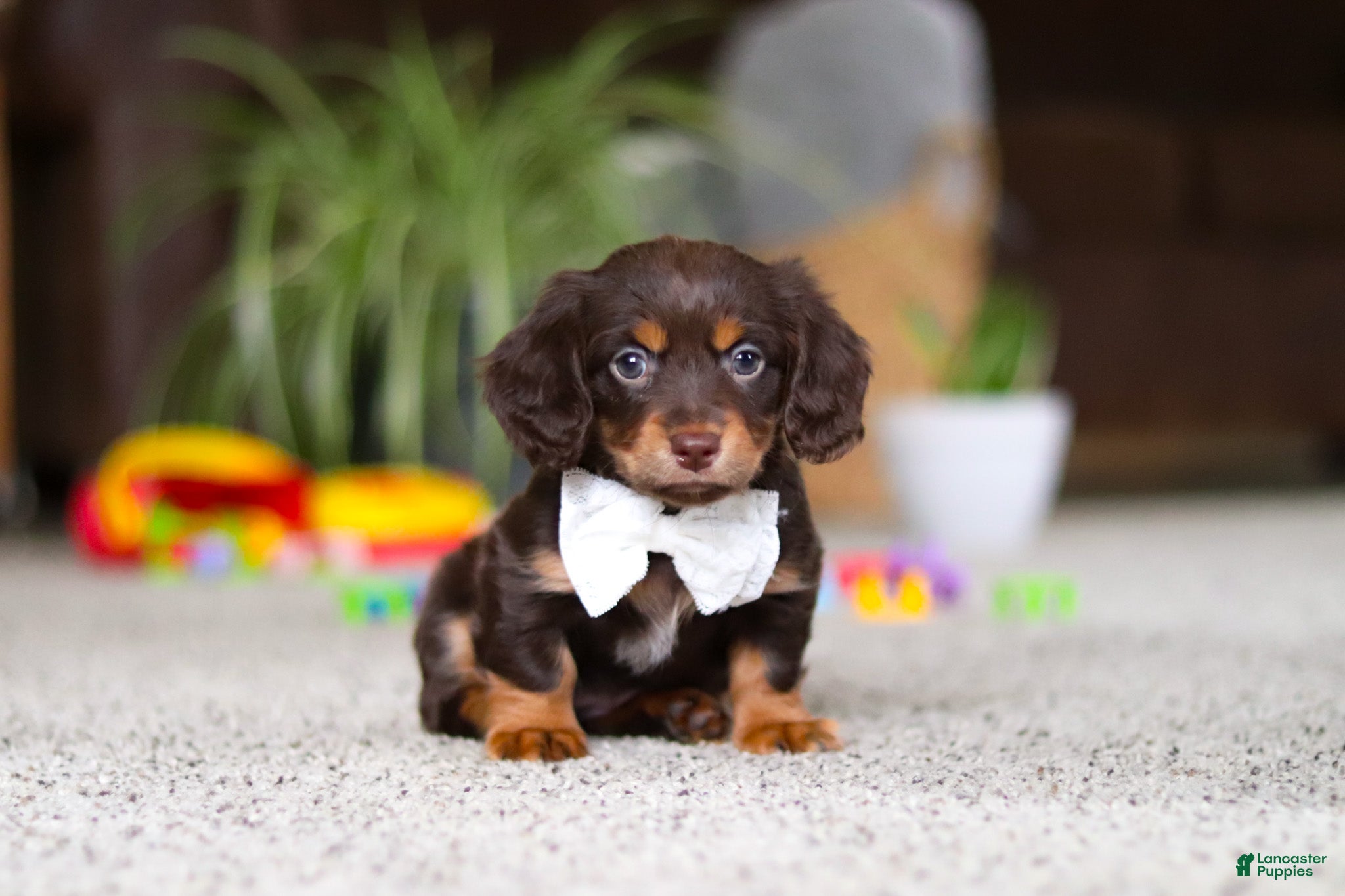 Miniature Dachshund dogs Zoey - Ad 10