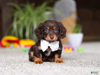 Miniature Dachshund dogs Zoey - Ad 10