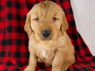 Golden Retriever dogs Titan - Ad 23