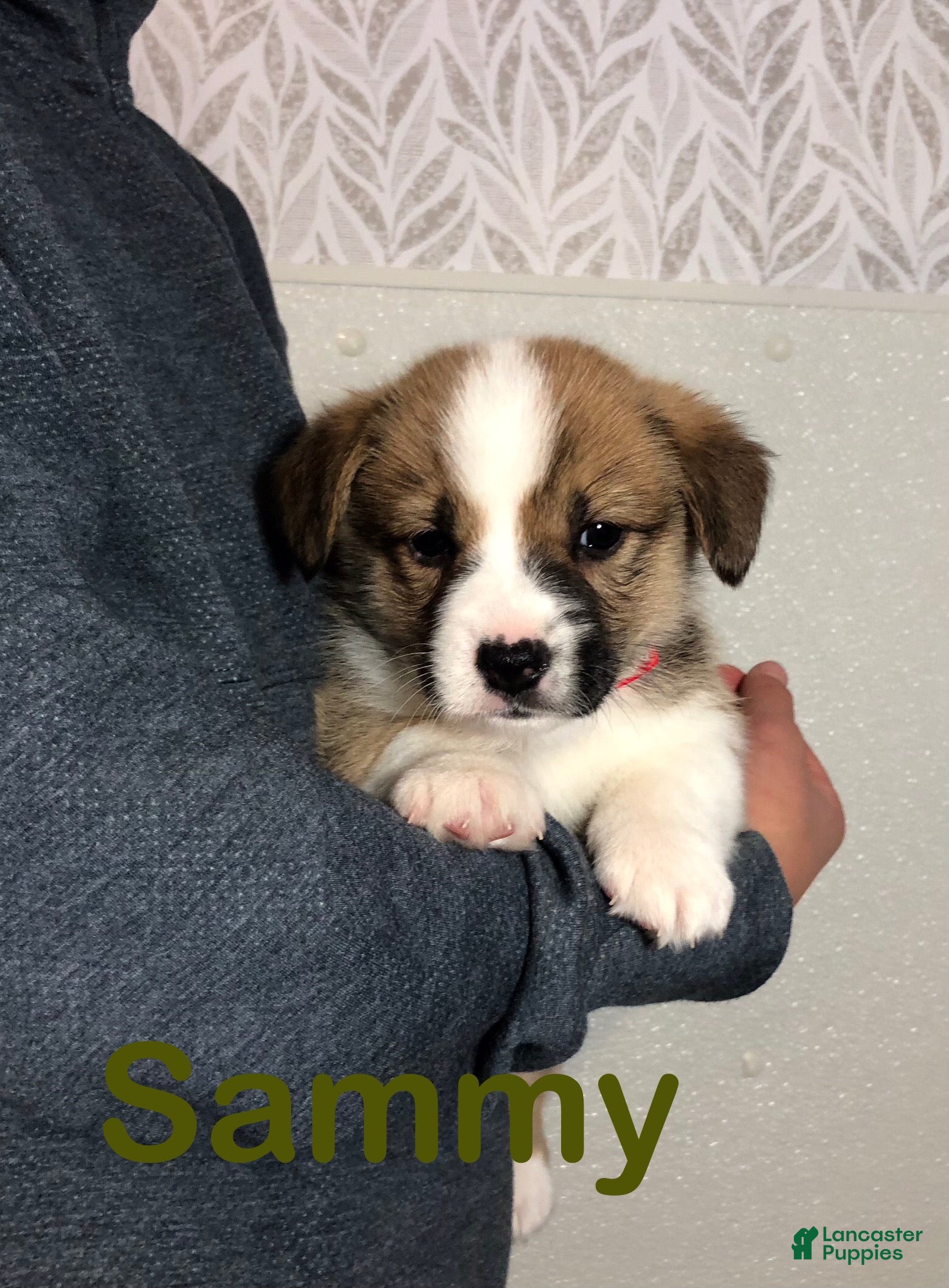 Welsh Corgi Pembroke dogs Sammy - Ad 15