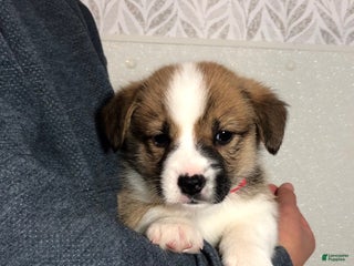 Welsh Corgi Pembroke dogs Sammy - Ad 10